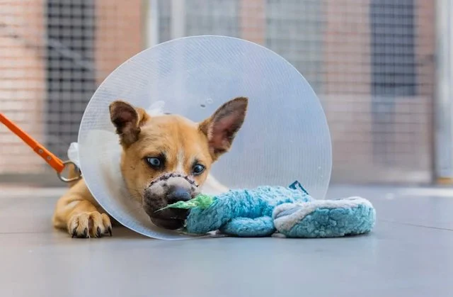 Uno dei cani salvati