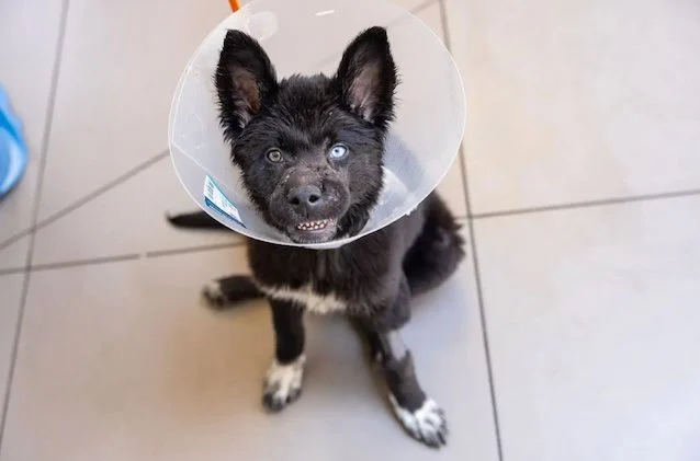 Uno dei cani salvati