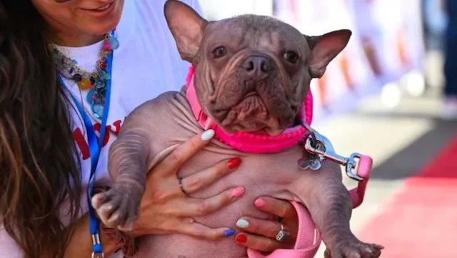 Petunia, un bulldog francese incoronato nel 2025