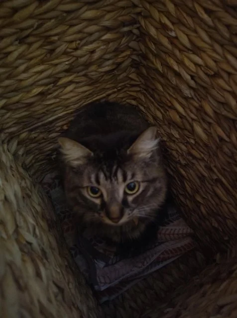 Sushi, il gatto del padrone di casa