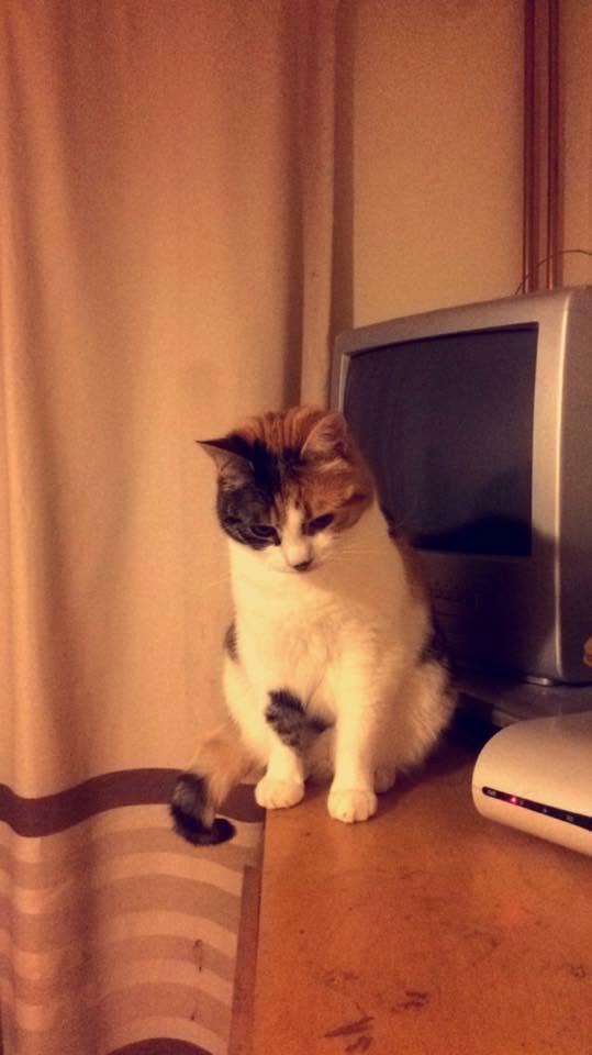 Il gatto Charlie nel 2016