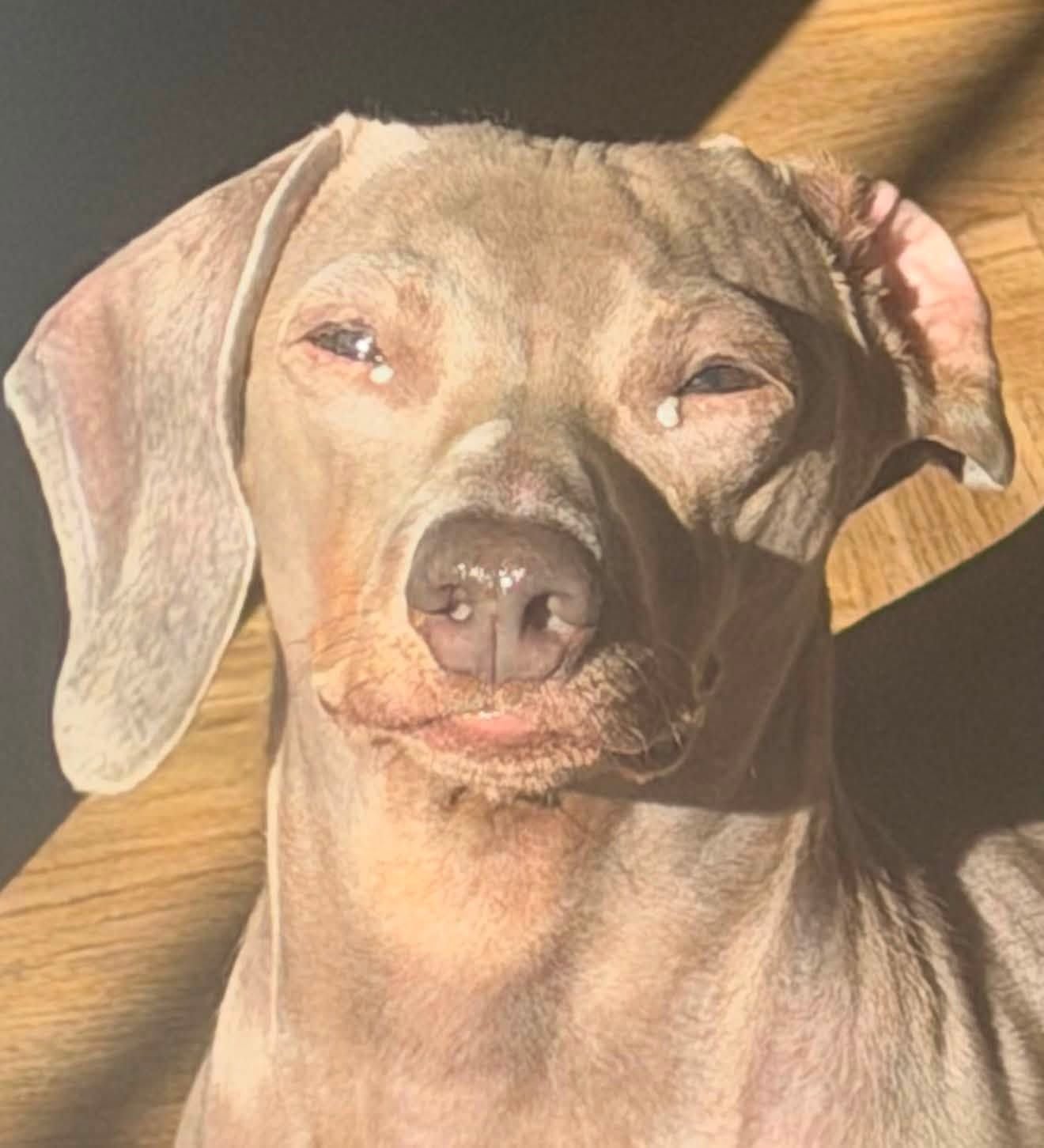 Un cane con problemi agli occhi