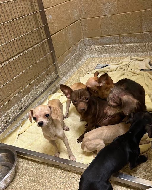 Alcuni dei cani trovati ammassati nella roulotte