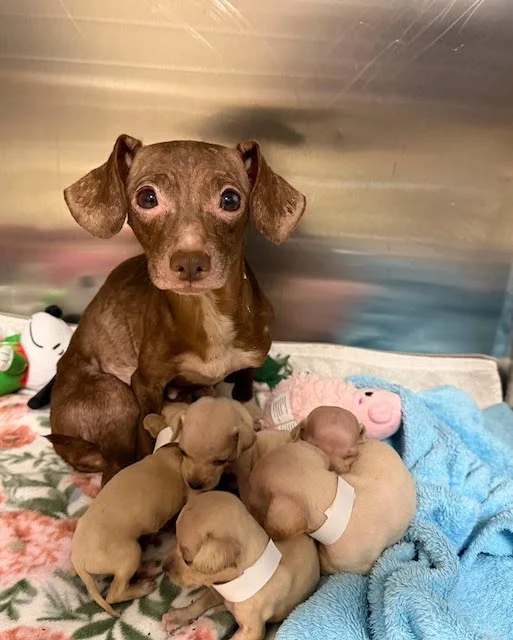 Alcuni dei cani trovati ammassati nella roulotte
