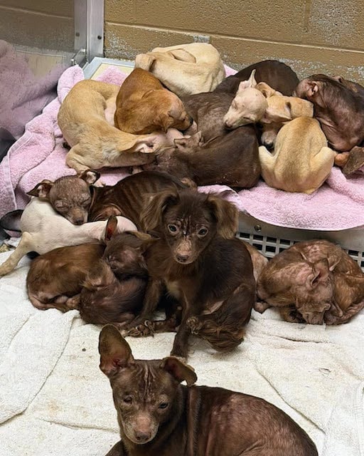 Alcuni dei cani trovati ammassati nella roulotte