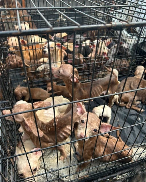 Alcuni dei cani trovati ammassati nella roulotte