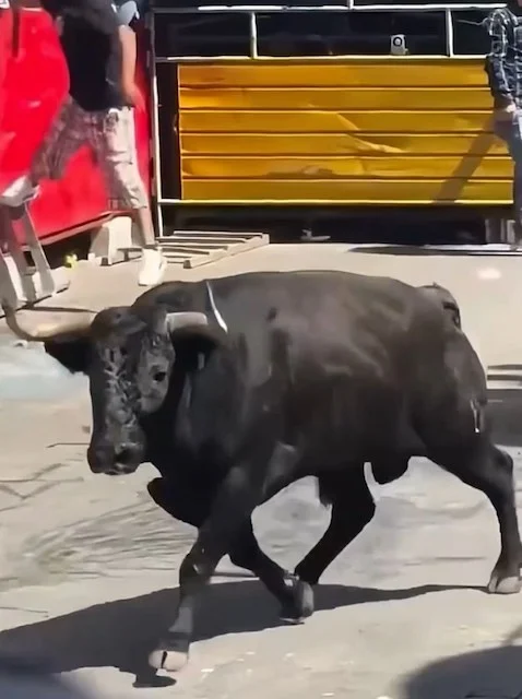 Un toro che carica i partecipanti