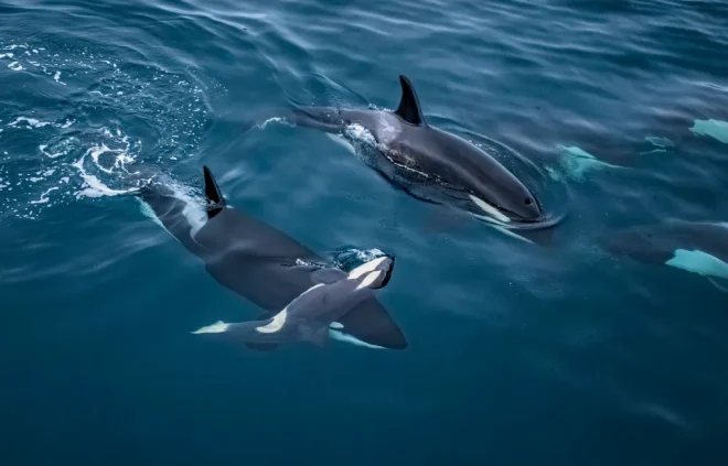 Un'orca trasporta un vitello morto