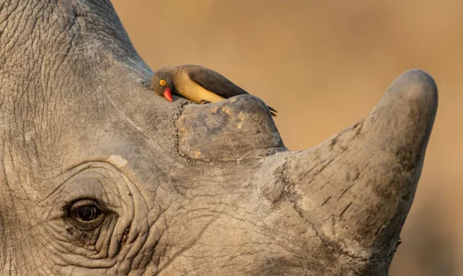 Un uccello su un rinoceronte