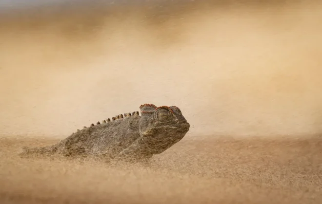 Un camaleonte nel deserto