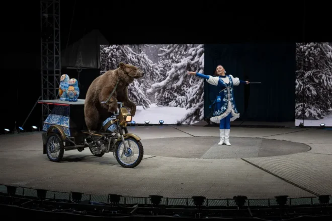 Un orso in un circo
