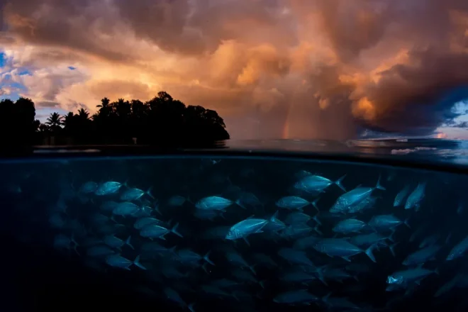 Pesce sott'acqua