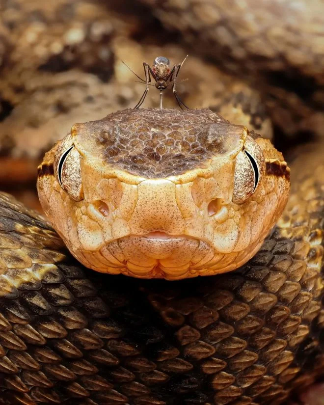 Una zanzara sulla testa di un serpente