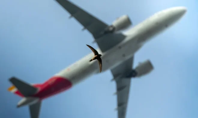 Un uccello sotto un aereo