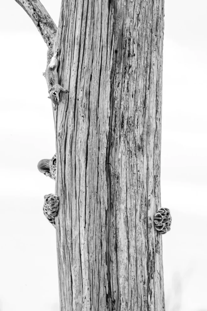 Un leopardo cerca di catturare uno scoiattolo su un albero