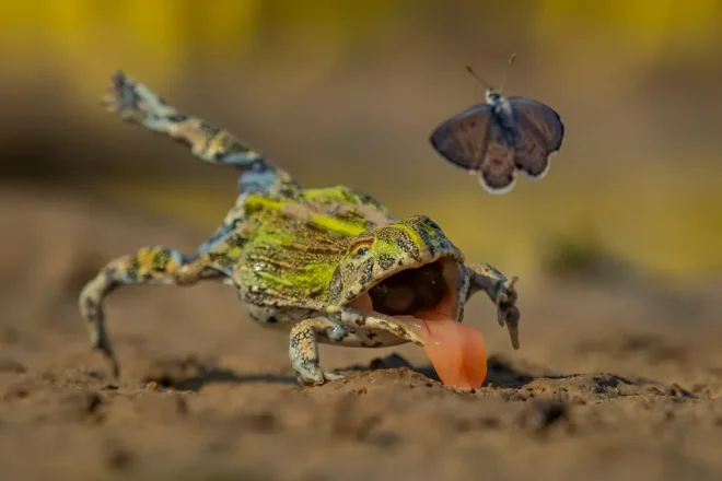 Una rana cerca di mangiare una farfalla