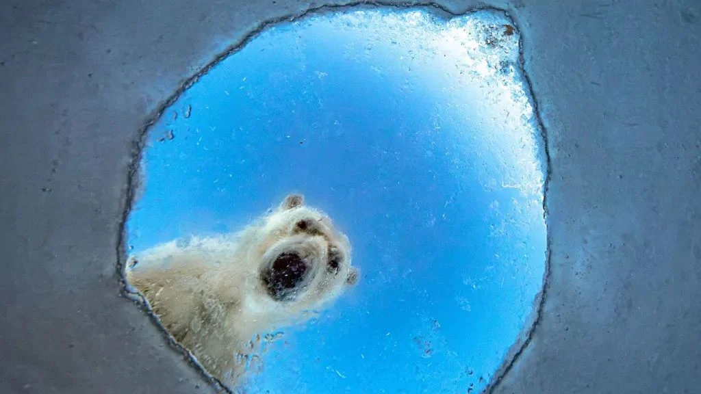 Un orso polare guarda nel buco nel lastrone di ghiaccio