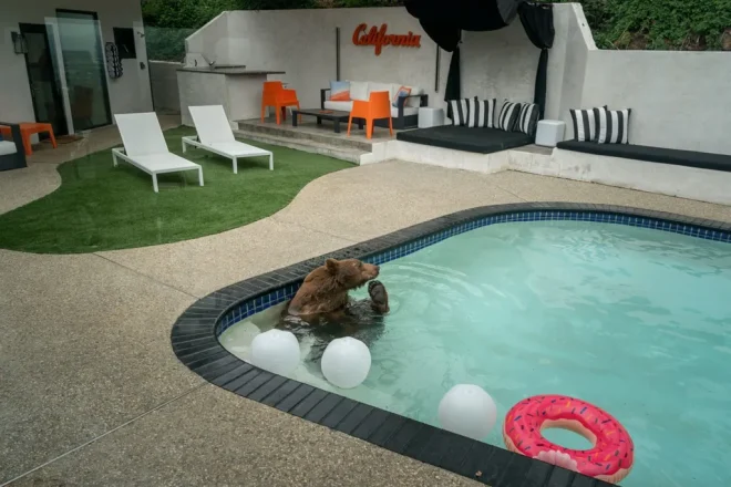 Un orso in una piscina