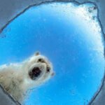 Le 16 fotografie naturalistiche più belle del 2026 svelate durante un prestigioso concorso


