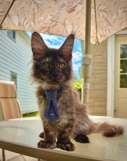 Erebus, il gatto nato con 29 dita