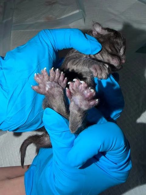 Erebus, il gatto nato con 29 dita
