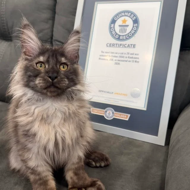Erebus, il gatto nato con 29 dita