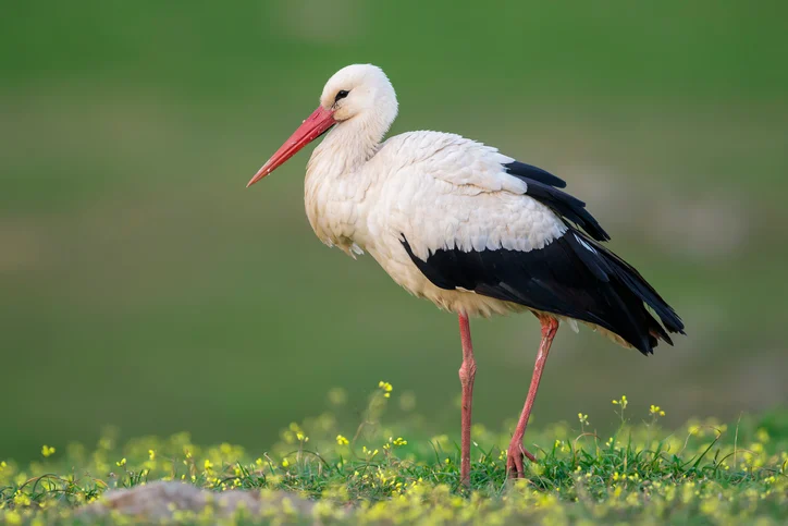 Una cicogna