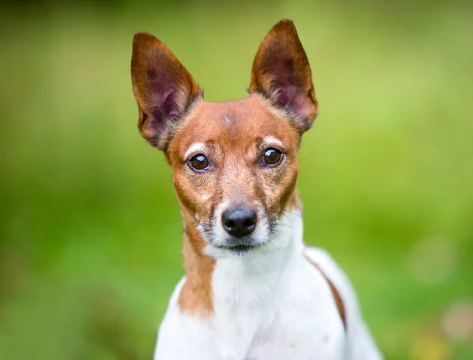 Un Jack Russel