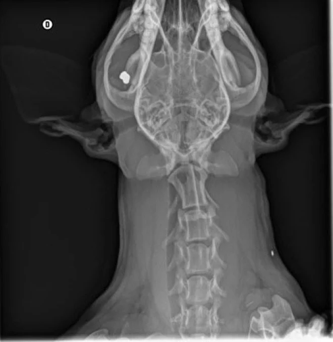 La radiografia fatta dal cane