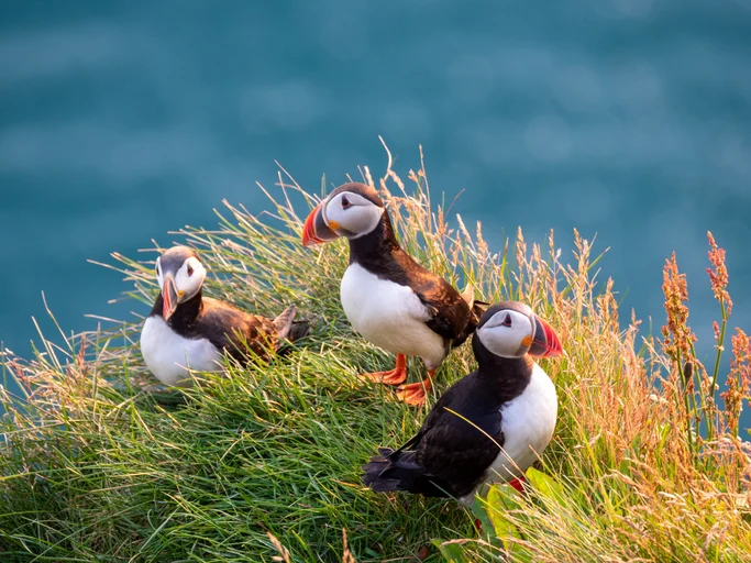 Puffini