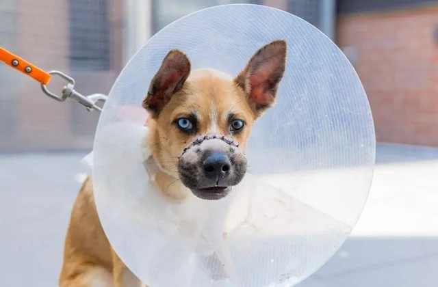 Uno dei cani salvati