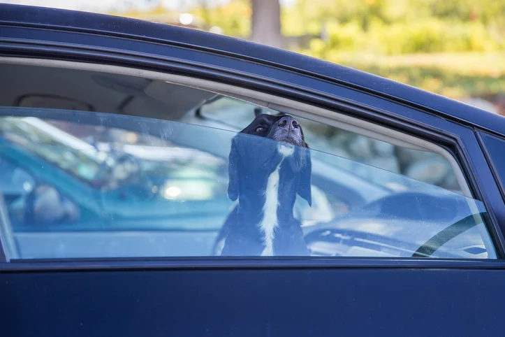 Un cane chiuso in macchina