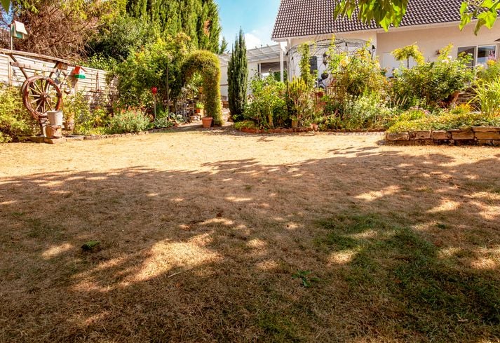 Prato secco in un giardino