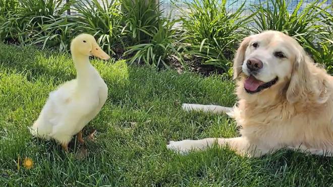 L'improbabile amicizia tra Louie e Barley