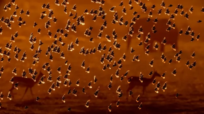 Uno stormo di uccelli