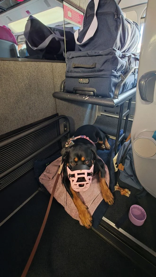 La cagnolina sul treno