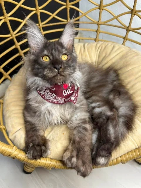 Erebus, il gatto nato con 29 dita