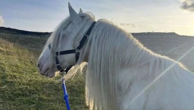 Il cavallo che Polo ha trovato la settimana scorsa
