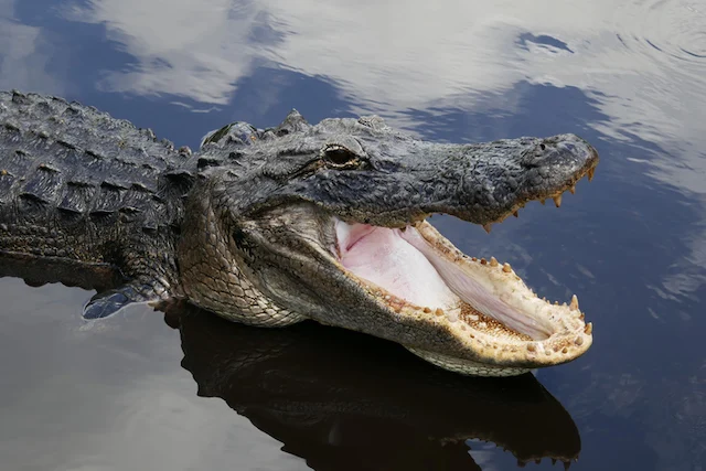 Un alligatore con la bocca aperta nelle acque della Florida