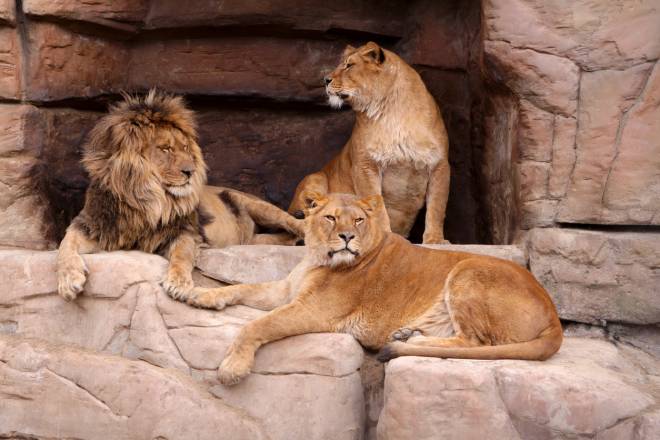Famiglia di leoni in uno zoo