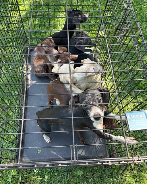 Alcuni dei cani trovati ammassati nella roulotte