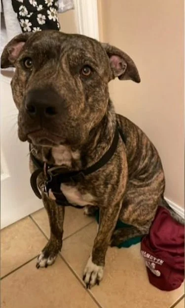 Brownie, il pitbull ucciso da un alligatore