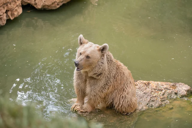 Un orso biondo
