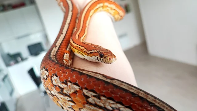Un serpente di mais