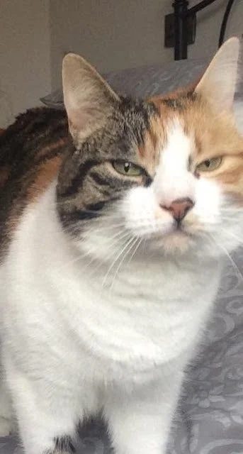 Il gatto Charlie nel 2016