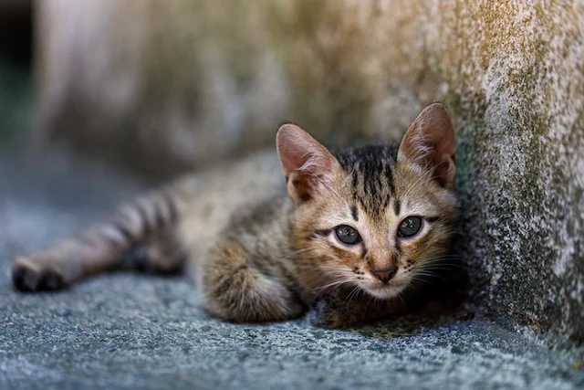 Un gattino randagio steso a terra