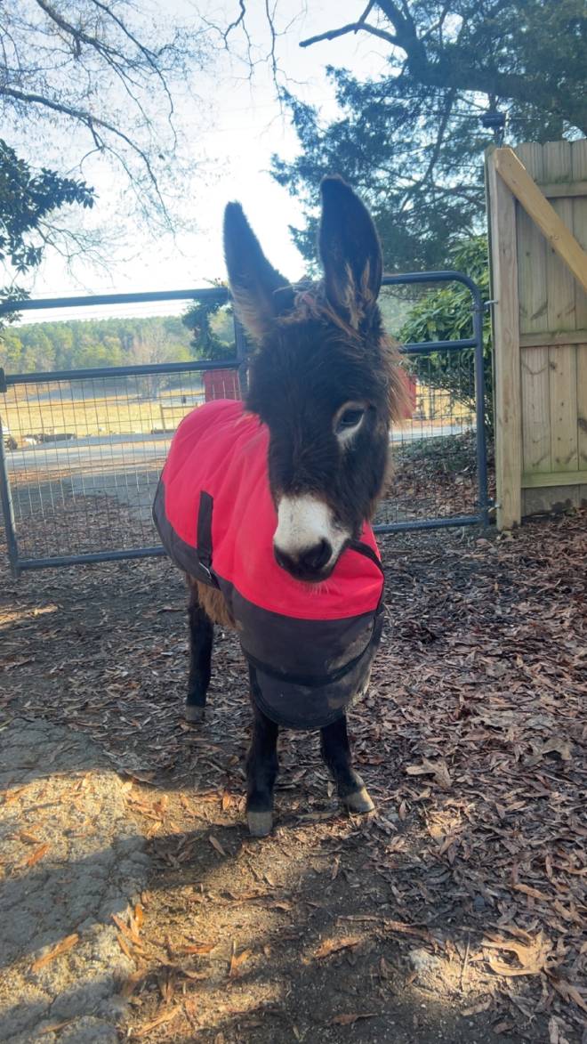 Asino HeeHaw con un cappotto