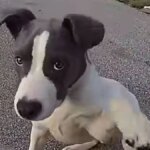 "Ti portiamo fuori di qui, okay?" »: un agente di polizia libera un cucciolo chiuso da solo in una gabbia in pieno sole


