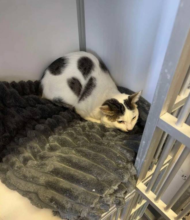 Biscotta il gatto in mezzo chilo
