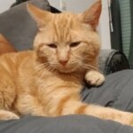 Ha perso il suo gatto in un'area di sosta dell'autostrada e ha percorso 800 chilometri ogni fine settimana per 3 mesi per ritrovarlo


